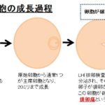 排卵痛と排卵日の特定