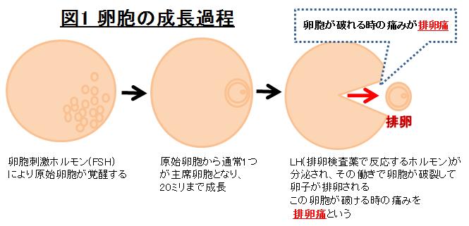 痛 子作り 排卵