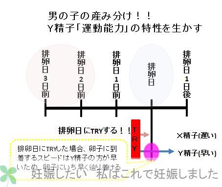 日 産み 分け 計算 排卵